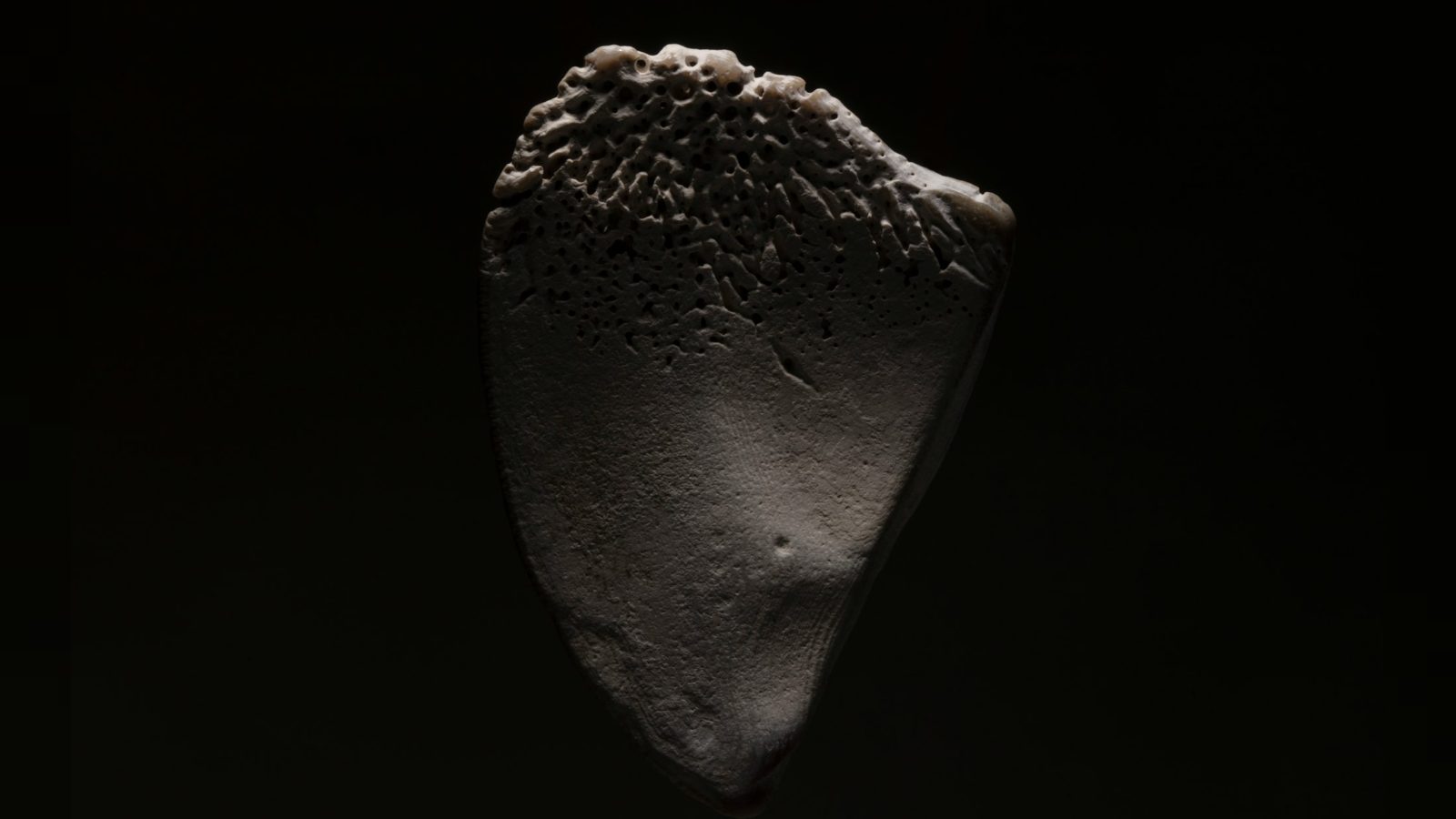 Scientist finds massive 2.5 million-year-old mastodon tooth in California