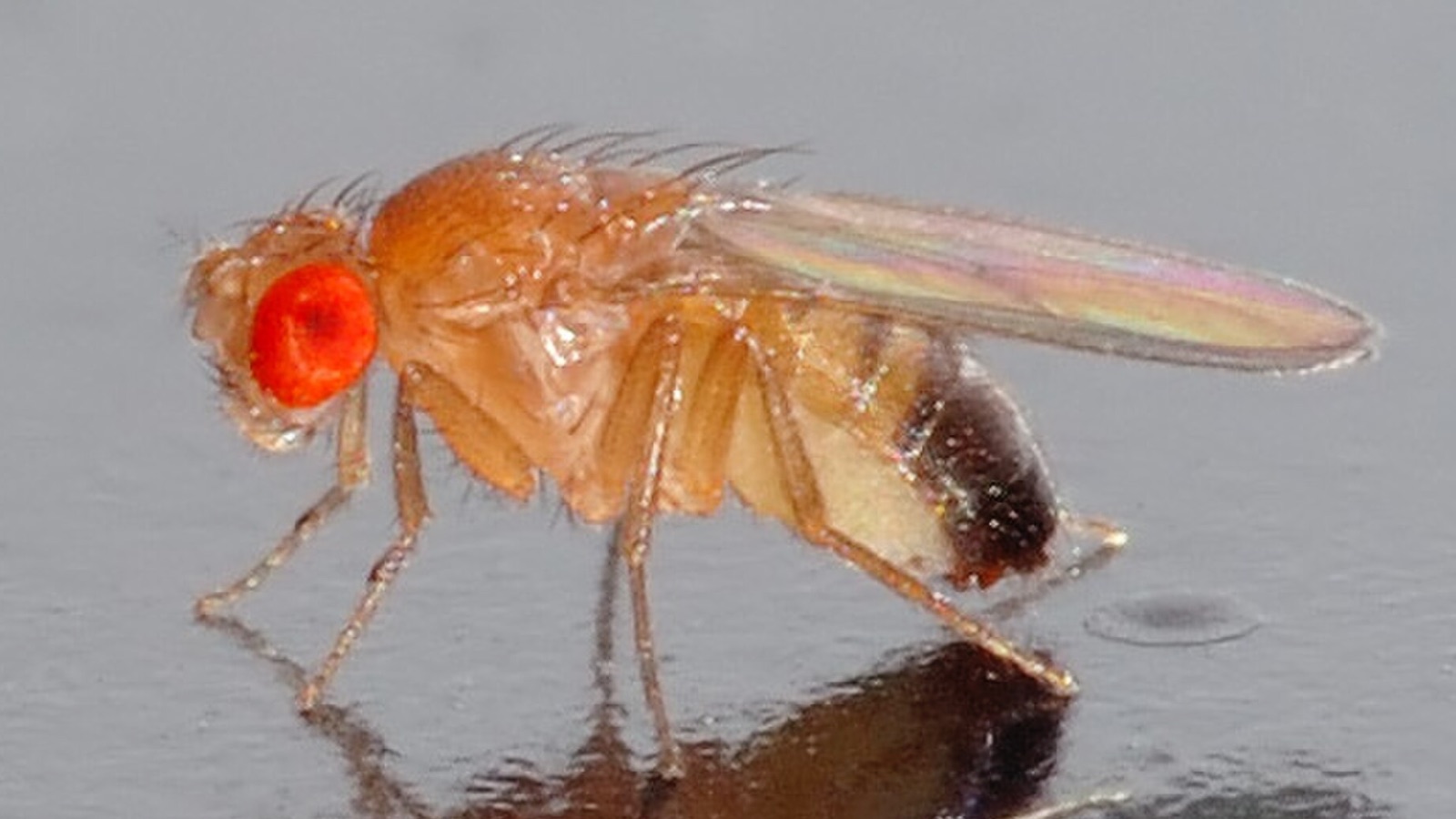 Google maps fruit fly brain after ten-year project