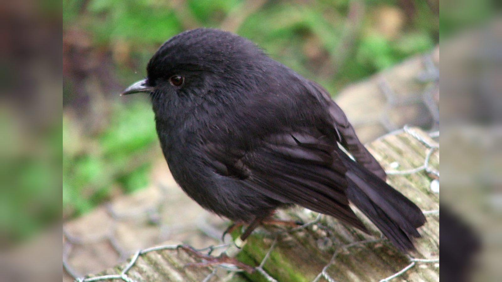 Black robin wins New Zealand's 2026 Bird of the Year award