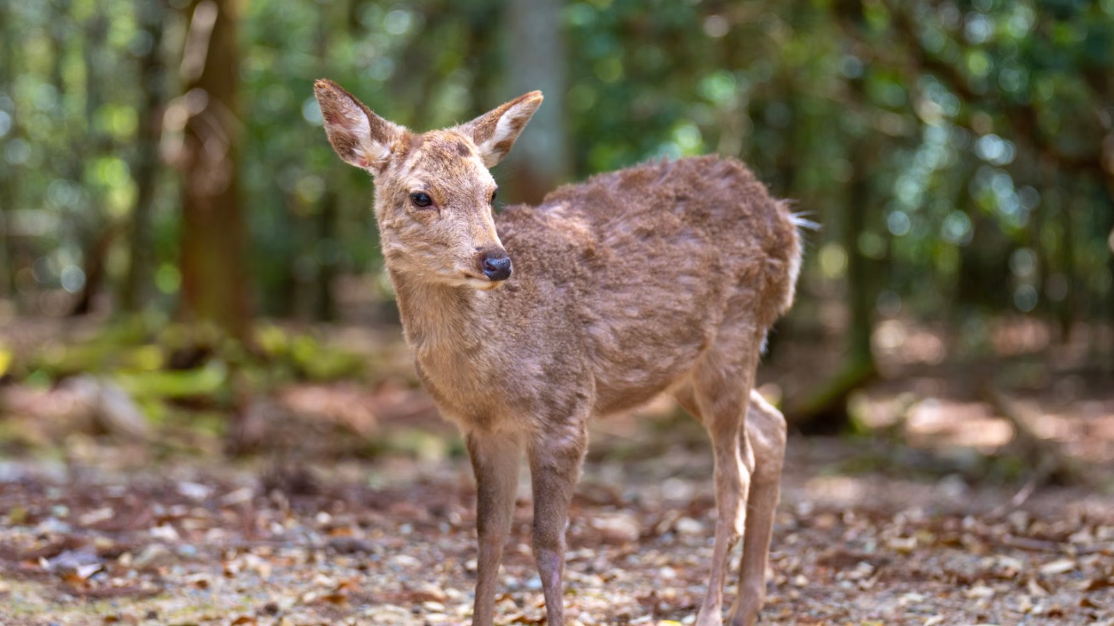 Wild deer release millions of tonnes of methane annually