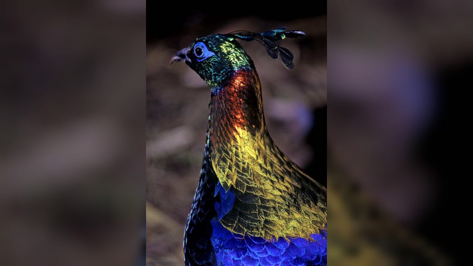 Himalayan monal birds changing calls and moving higher due to humans