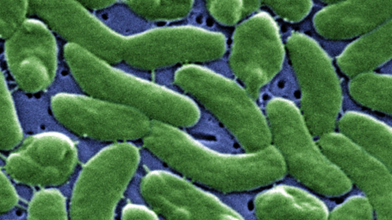 Eighth person dies from flesh-eating bacteria linked to US oysters
