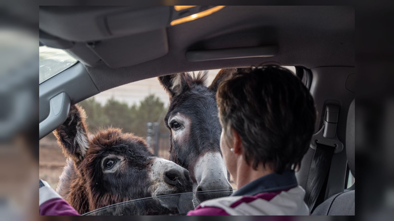 AI struggles to understand animal sounds, new study suggests