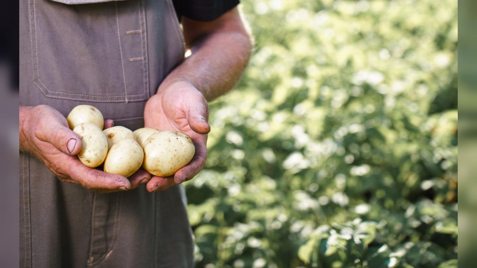 Cambridgeshire farmers heartbroken as 100 tonnes of potatoes sold for cattle feed