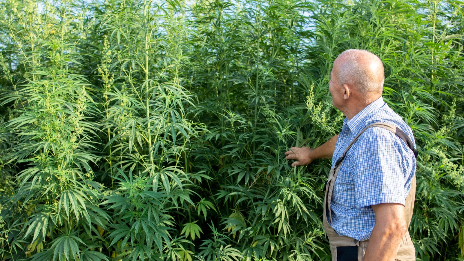 Worcestershire farm grows 30 hectares of legal hemp despite villagers' concerns