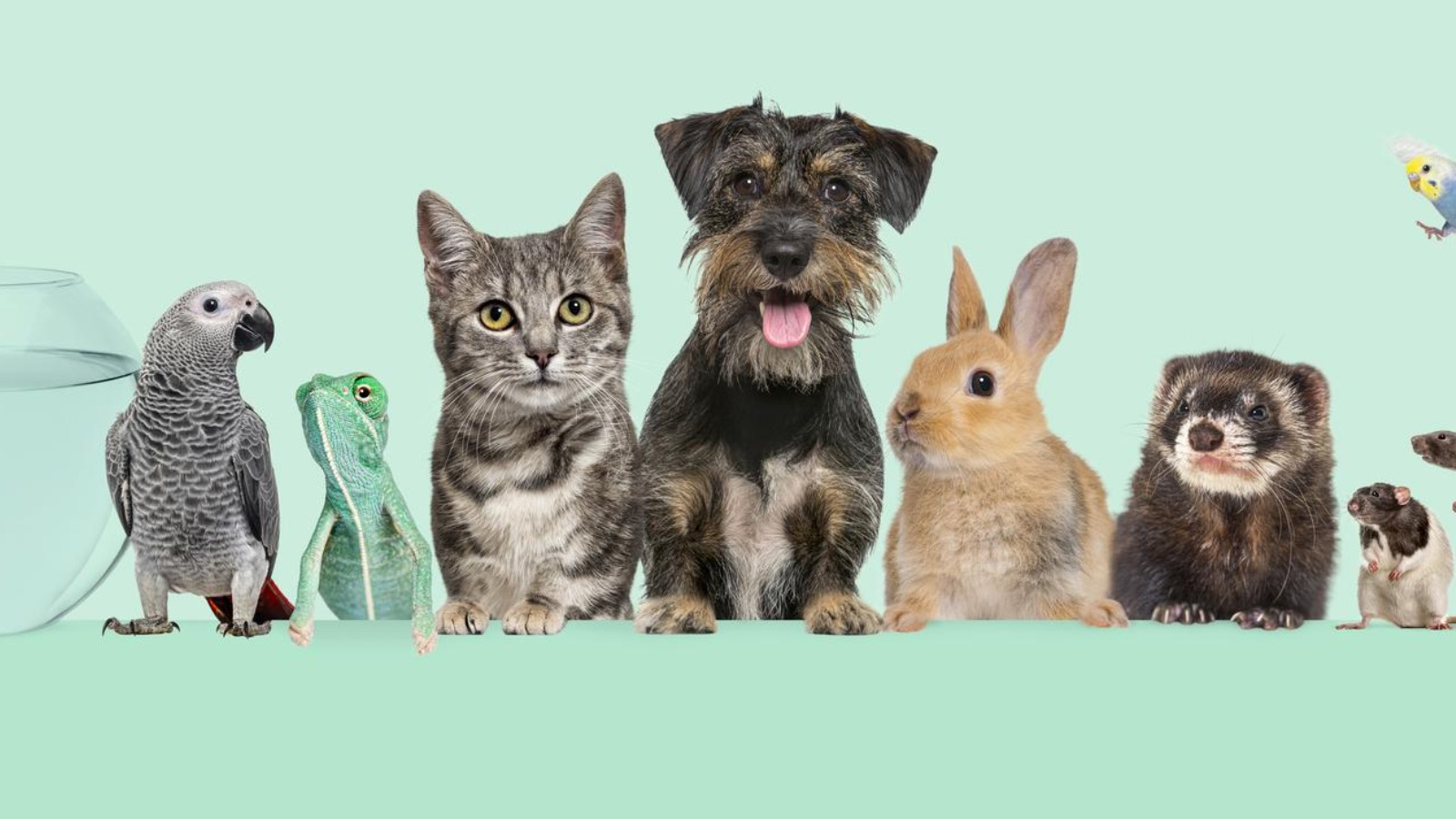 Peers call for ban on toxic pet flea treatments harming UK wildlife