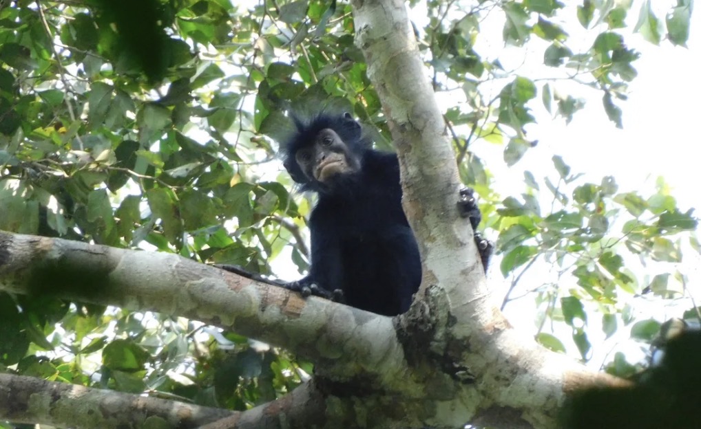 Congo rainforest yields a new monkey species, Colobus congoensis, with orange lips