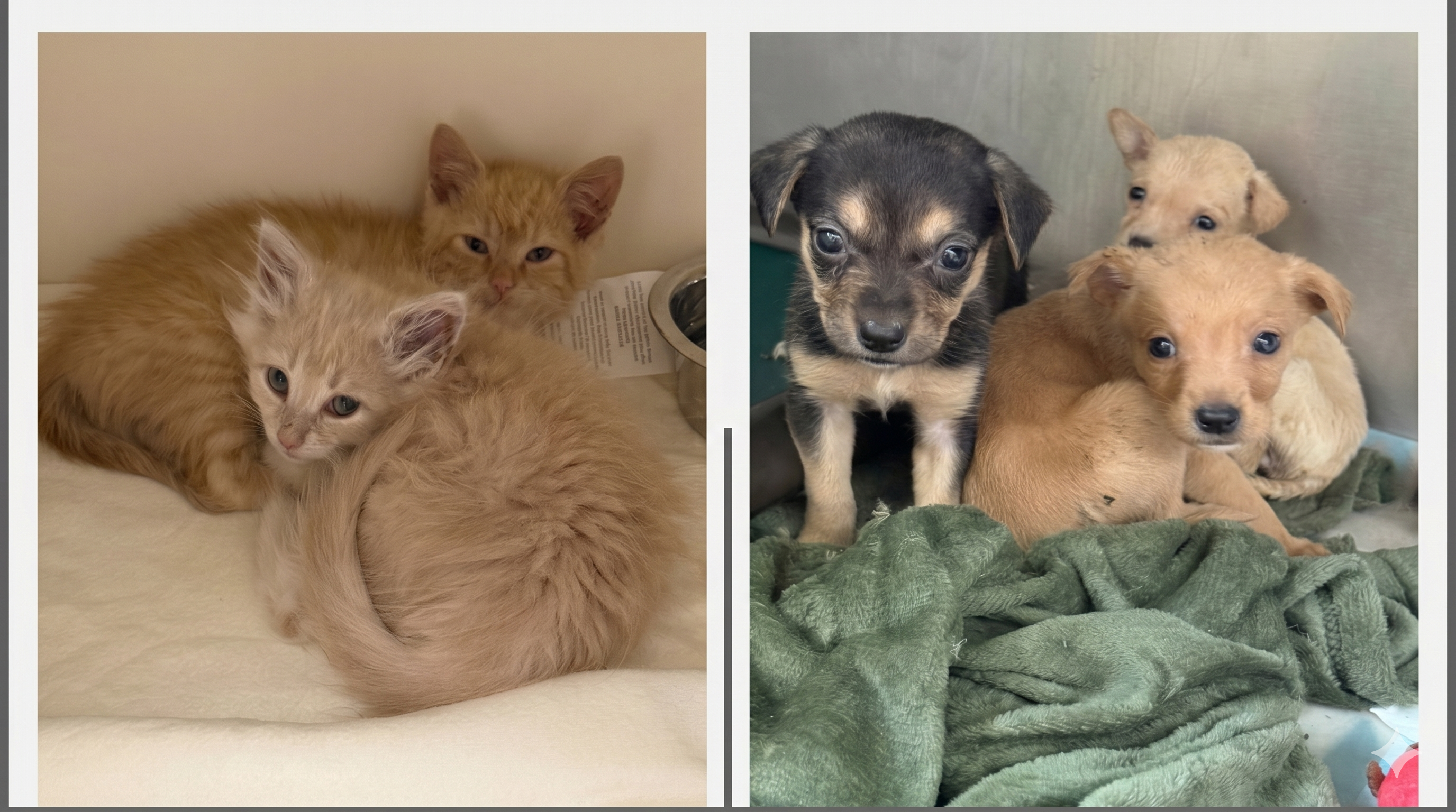 Yancey County Humane Society in Desperate Need  of Fosters 