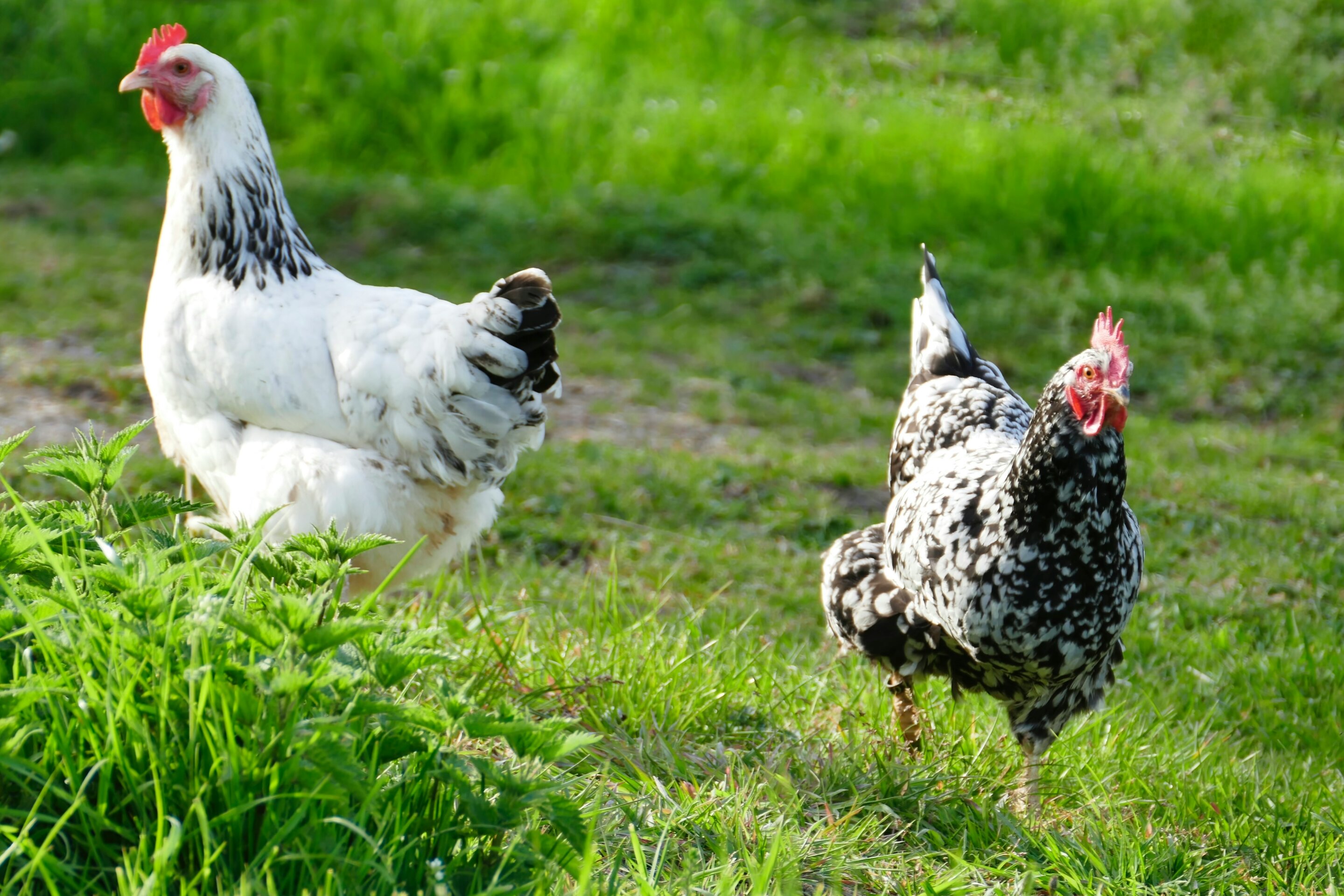 100% organic free-range egg production could have negative consequences for climate and nature