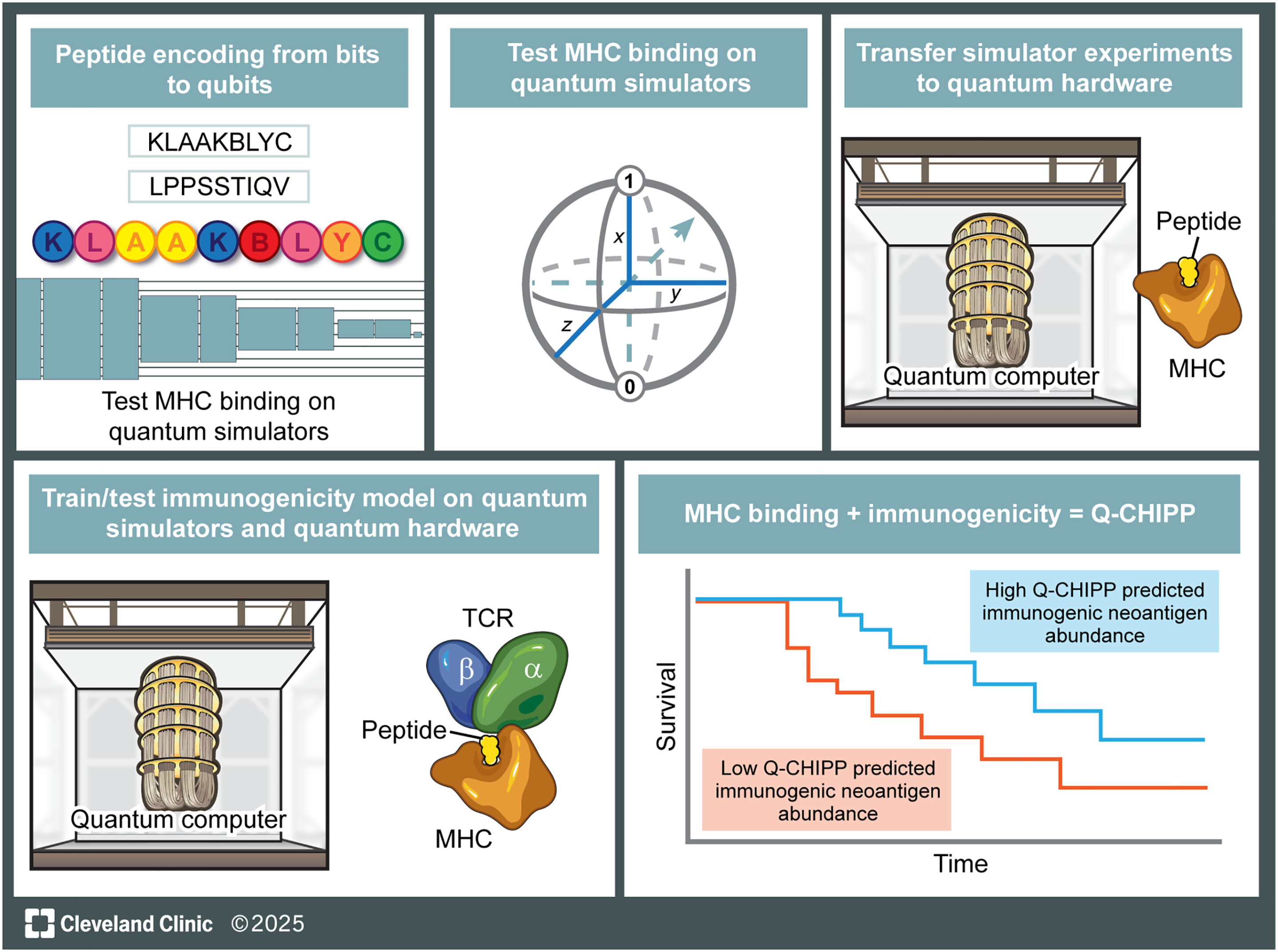 A quantum machine learning framework to predict neoantigen immune response