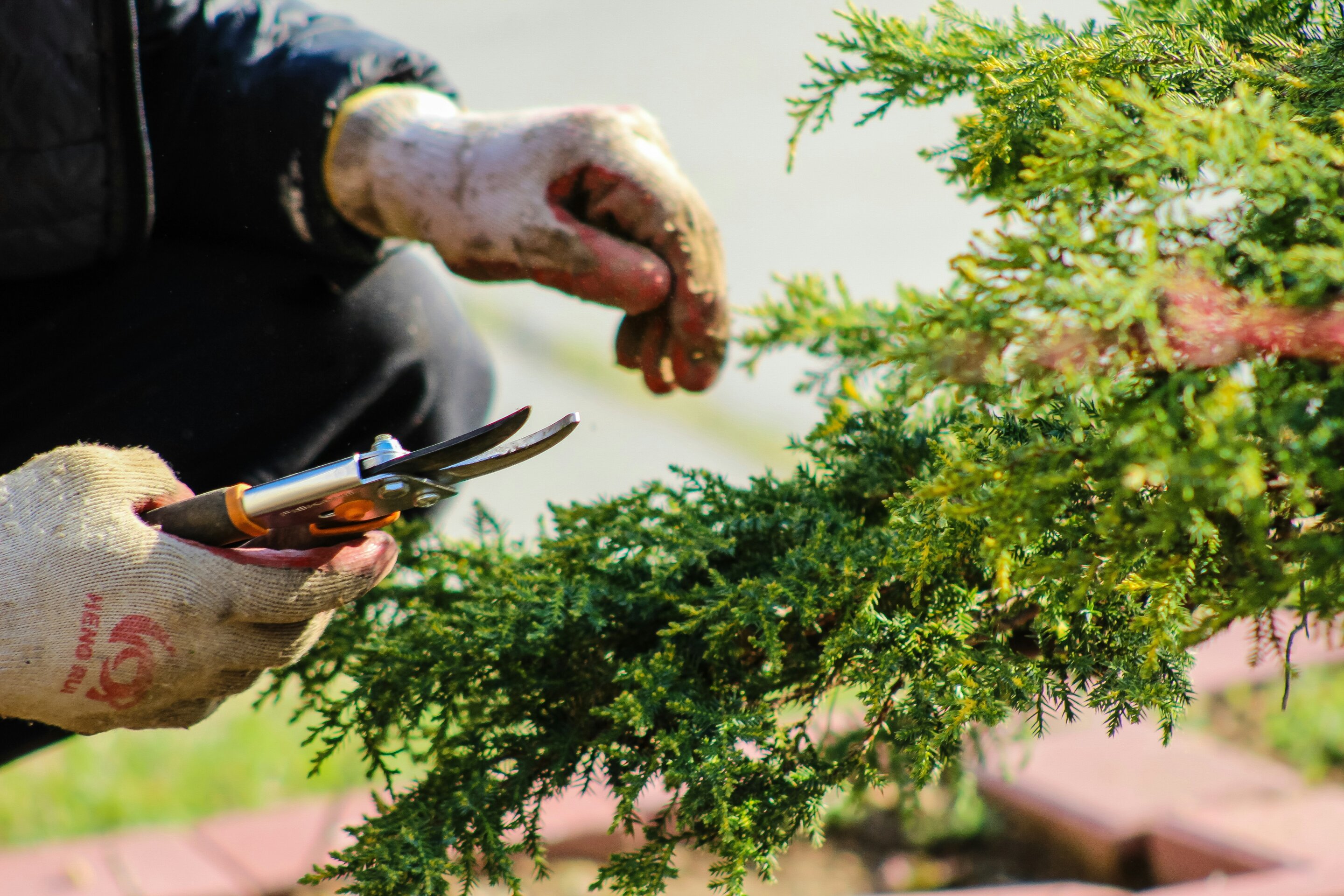 AI technology sees through leaves to transform horticulture