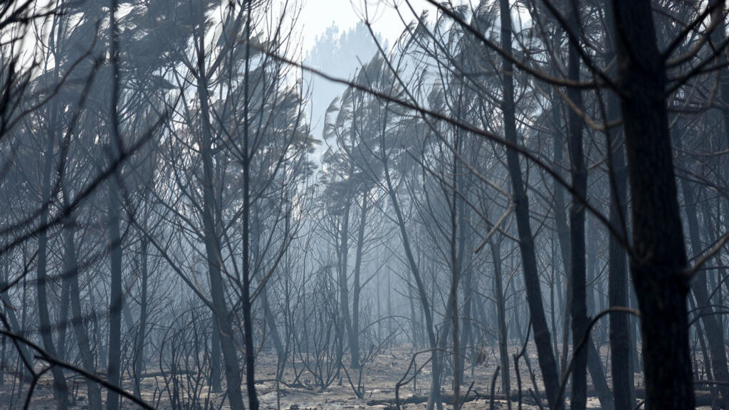 As fires still blaze, France thinks about how to rebuild its forests