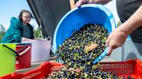 Berry-picking Finns flock to forests amid sales boom