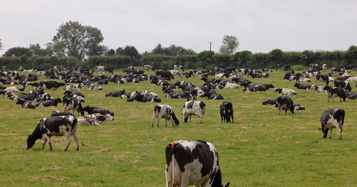 Bioeconomy has many meanings and plenty of potential in all its forms
