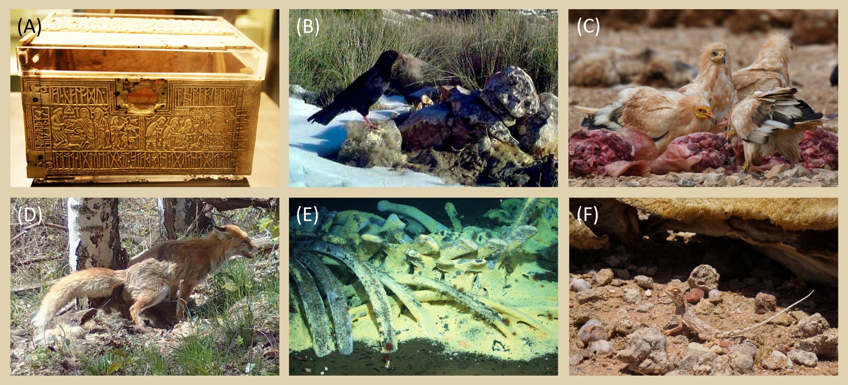 Carrion emerges as a key force shaping ecosystems, disease and human evolution