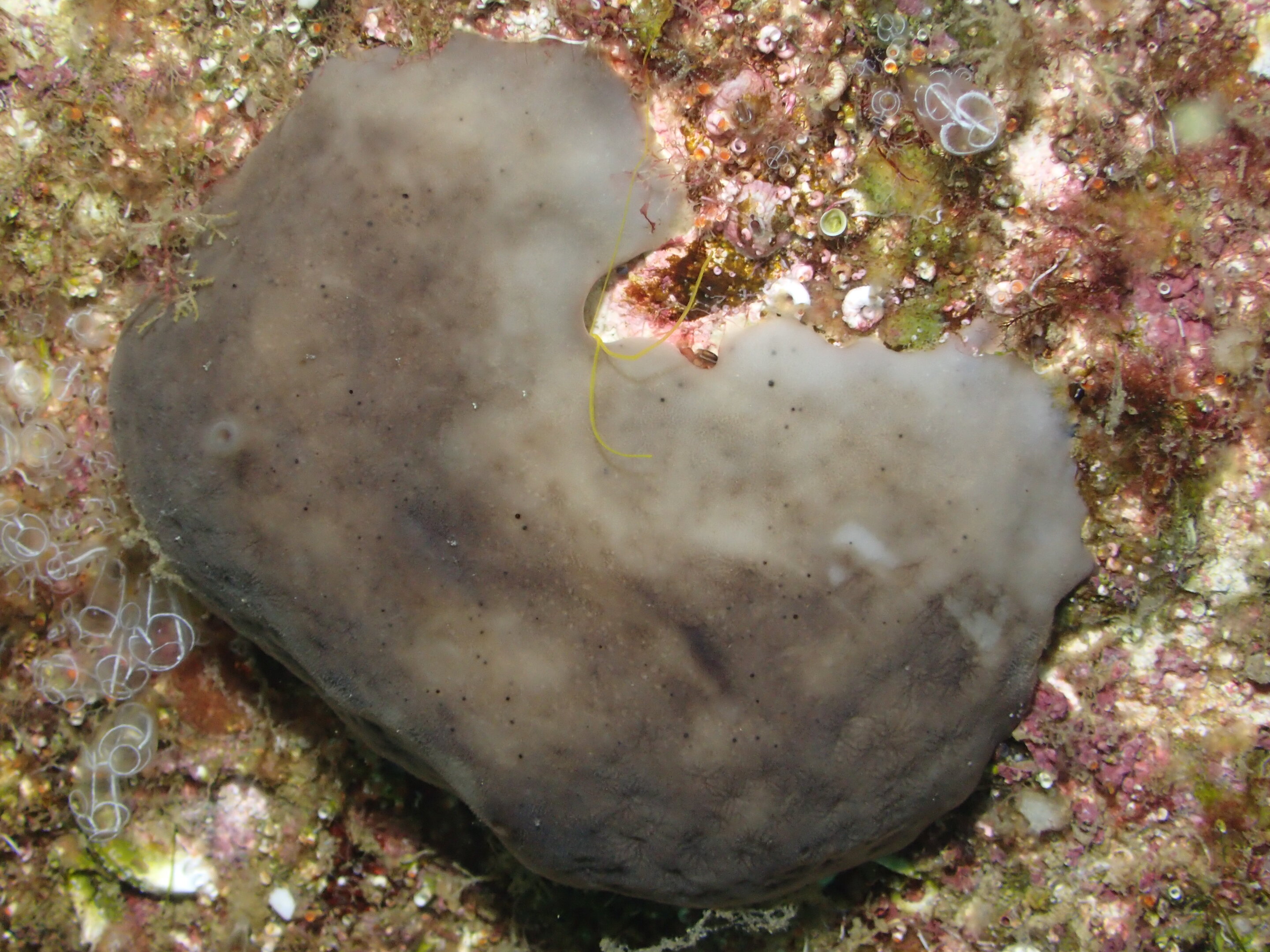 Chicken kidney sponge could be 'outstanding' at cleaning up polluted ports