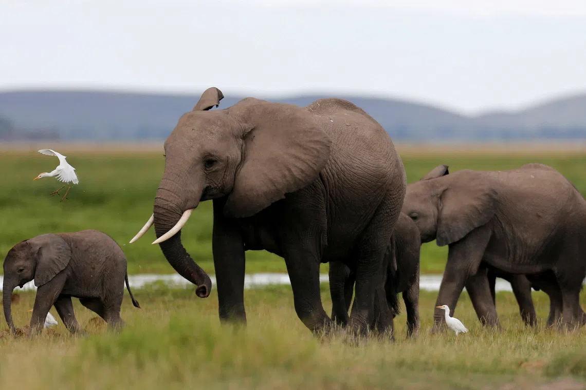 Cyanide poisoning likely killed 15 elephants in Kenya: Investigators