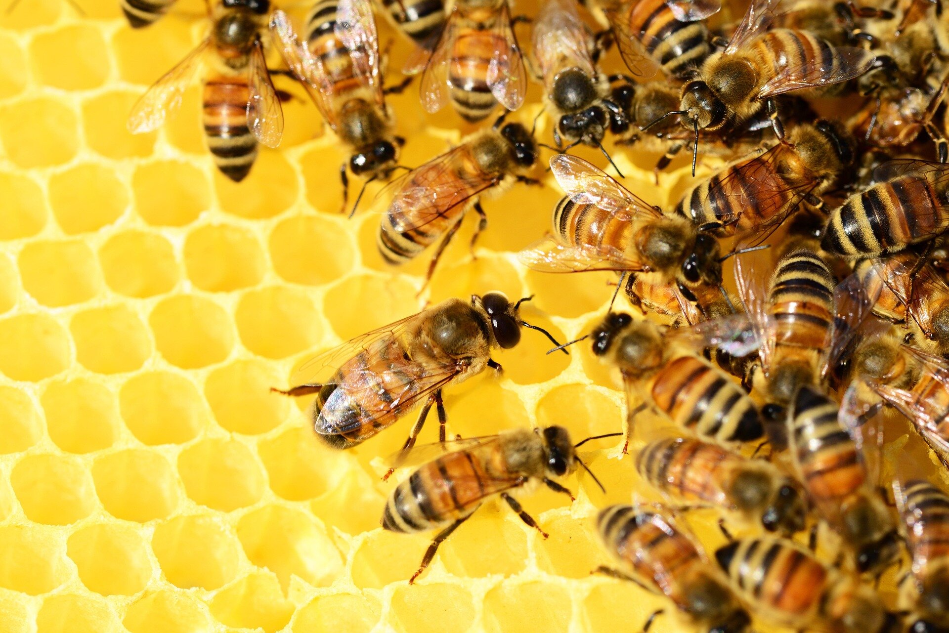 Diets high in a particular type of fat help protect bees against pesticides