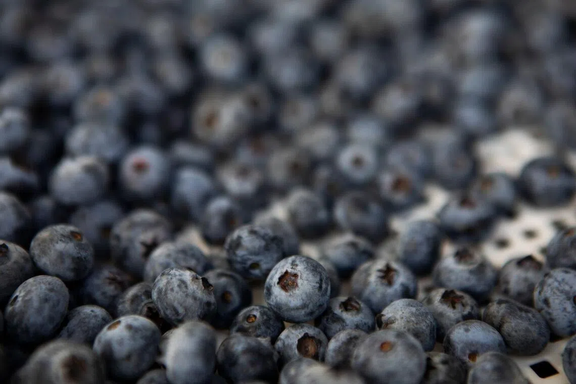 El Nino threat raises the risk of higher blueberry prices