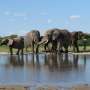 Five-year study finds rewilded elephants develop successful coping mechanisms, with individual differences