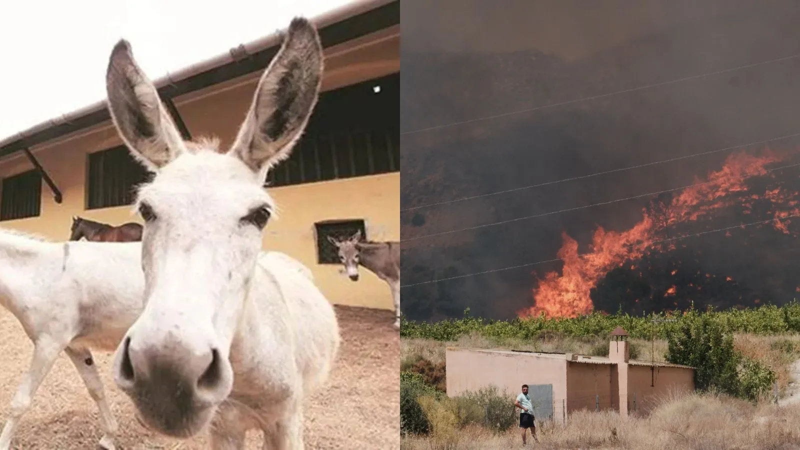 Forget drones: How Spain is turning to donkeys to fight wildfires