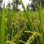 Global warming threatens rice harvests more than crop models predict, study warns