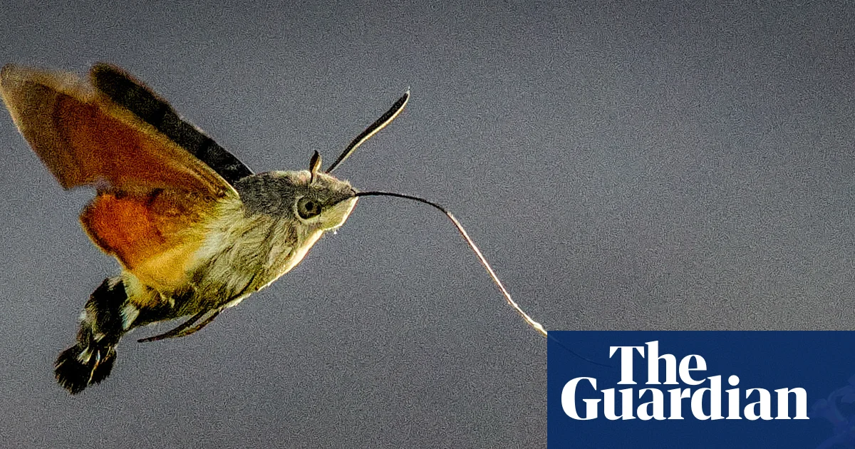 ‘Grey lump with orange wings’: migrating moth descends on UK gardens