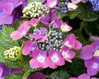 Hotter summers may force RHS to move hydrangeas to north of England