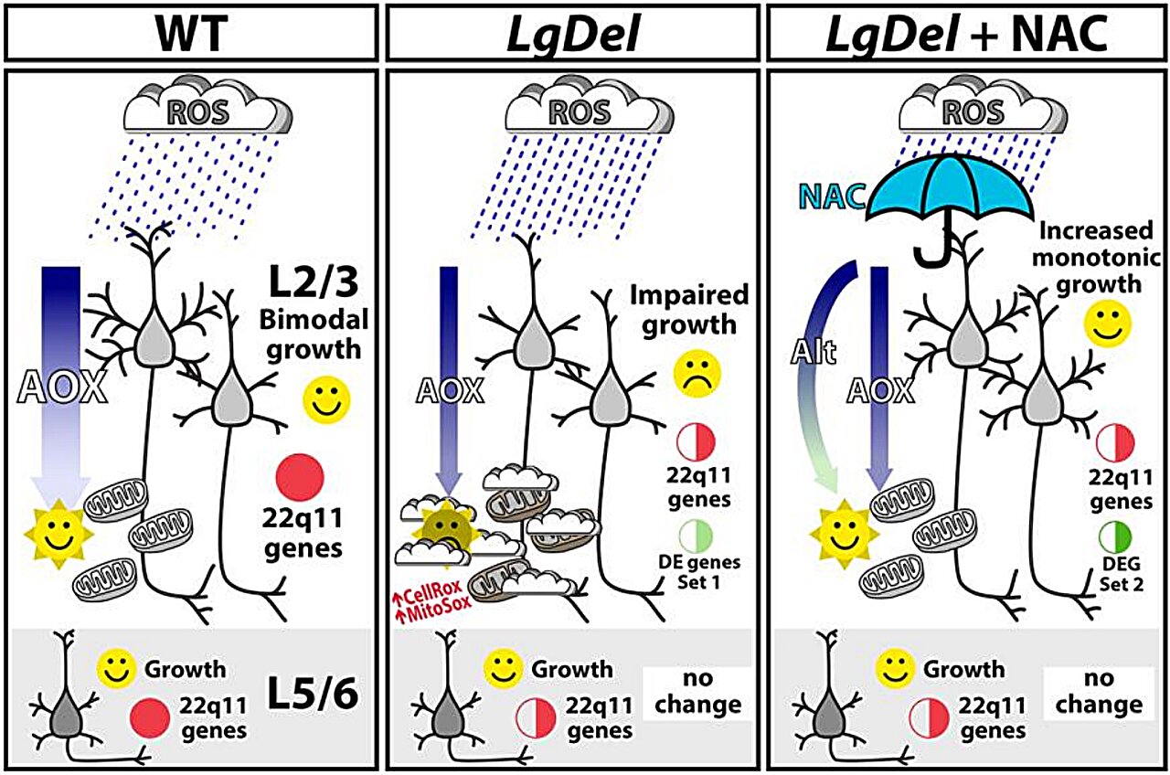 How brain cells restore healthy growth and connections after a disease-causing genetic deletion