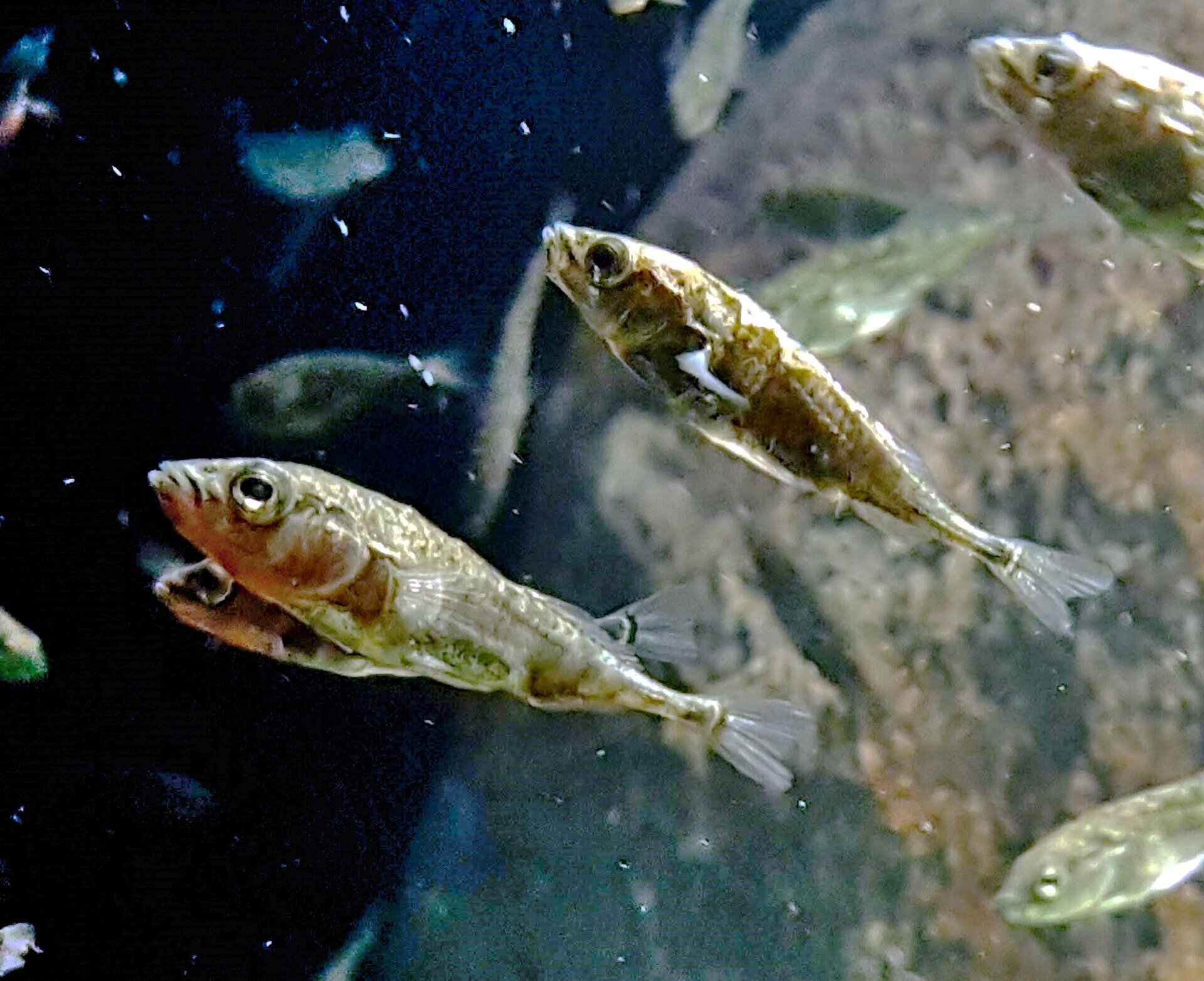 Icelandic fish 'hot tubs' reveal genetic adaptations to warming—and unexpected overeating