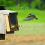 Industrial noise may alter bluebird behavior but not cognitive ability