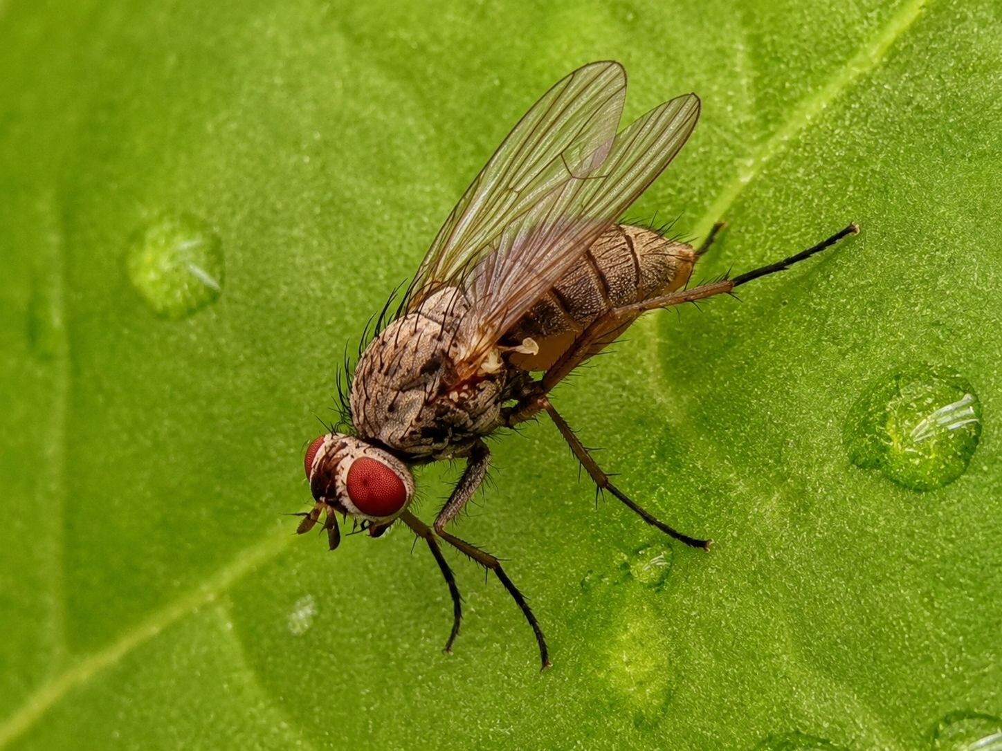 Interaction between sugar beet and its pest varies depending on drought stress, researchers find
