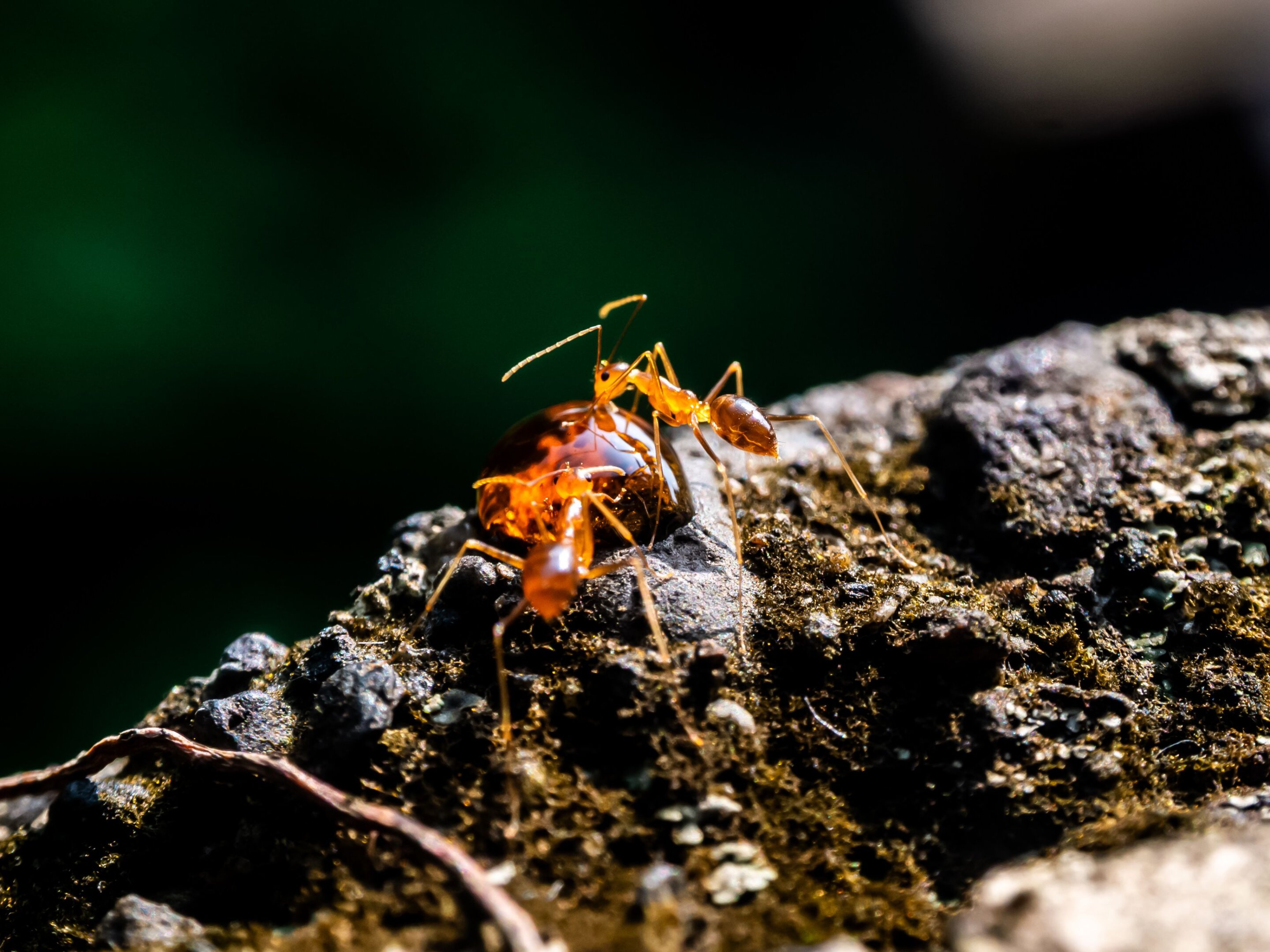 Invasive species emerge as a driver of human displacement, new research shows