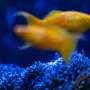 Japan coral protectors race to save reefs from heat 'bomb'