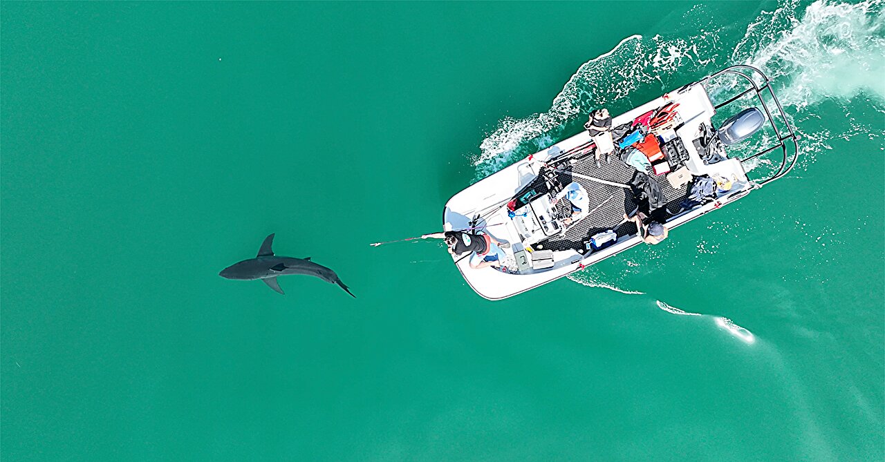 Juvenile great white sharks fled their nursery during tropical storm Hilary, research reveals