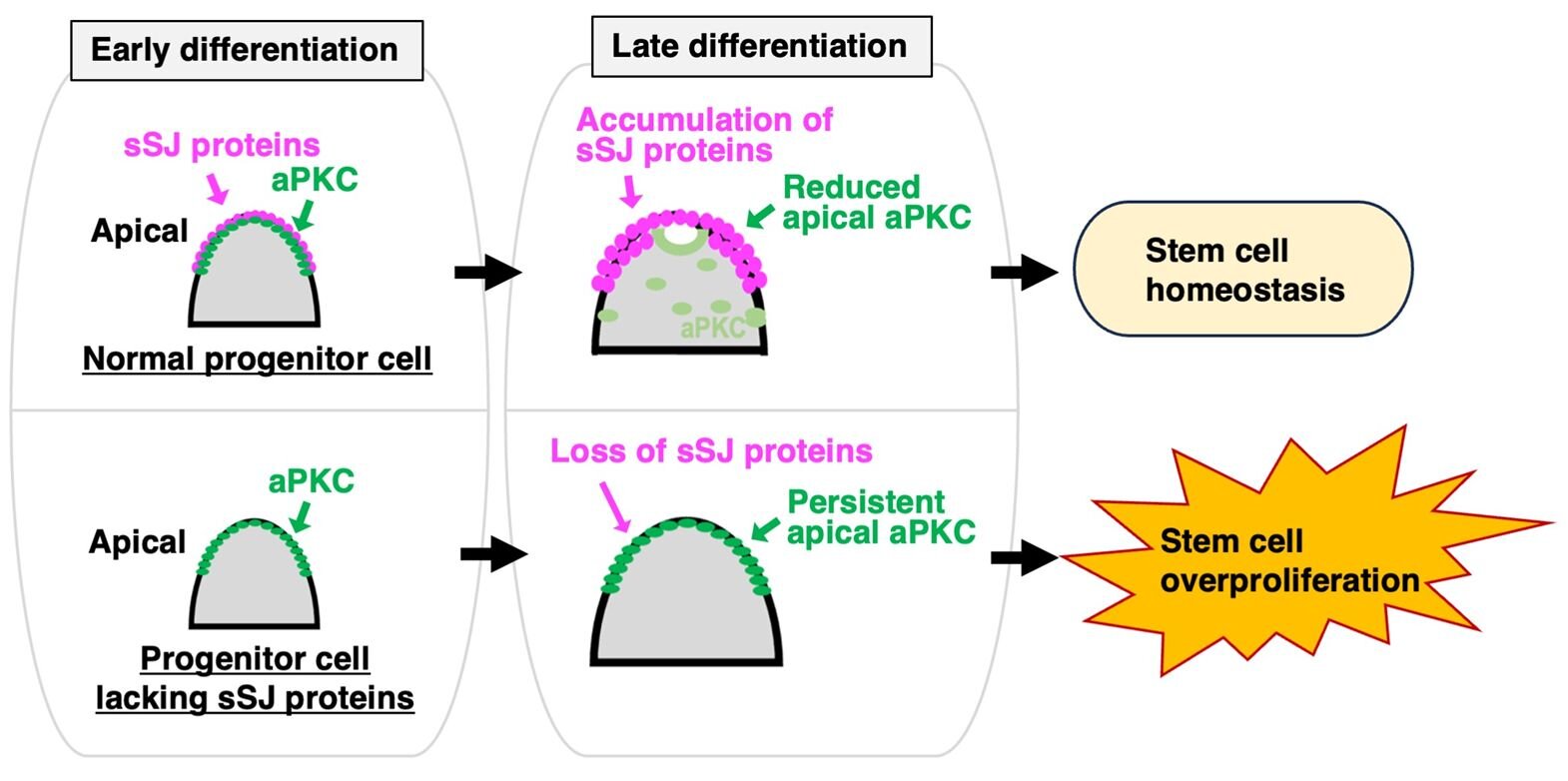 Keeping stem cells in check: A new mechanism by which cell junction proteins regulate tissue homeostasis