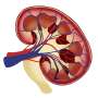 Kidney disease is also a brain disease. Here's why
