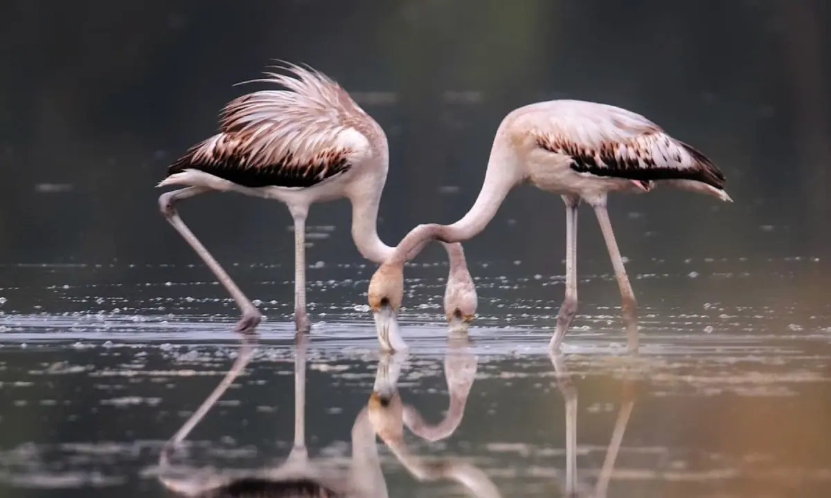 Let’s stalk the pink chicks of Muzaffargarh