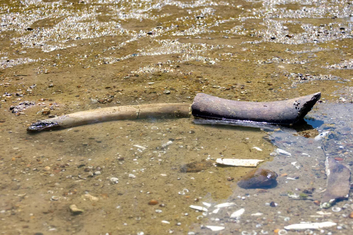 Mammoth bones found on parched bed of Danube in Bulgaria