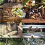 Monkey friendships with dogs, deer and even pigs offer clues to the evolutionary origins of pet-keeping