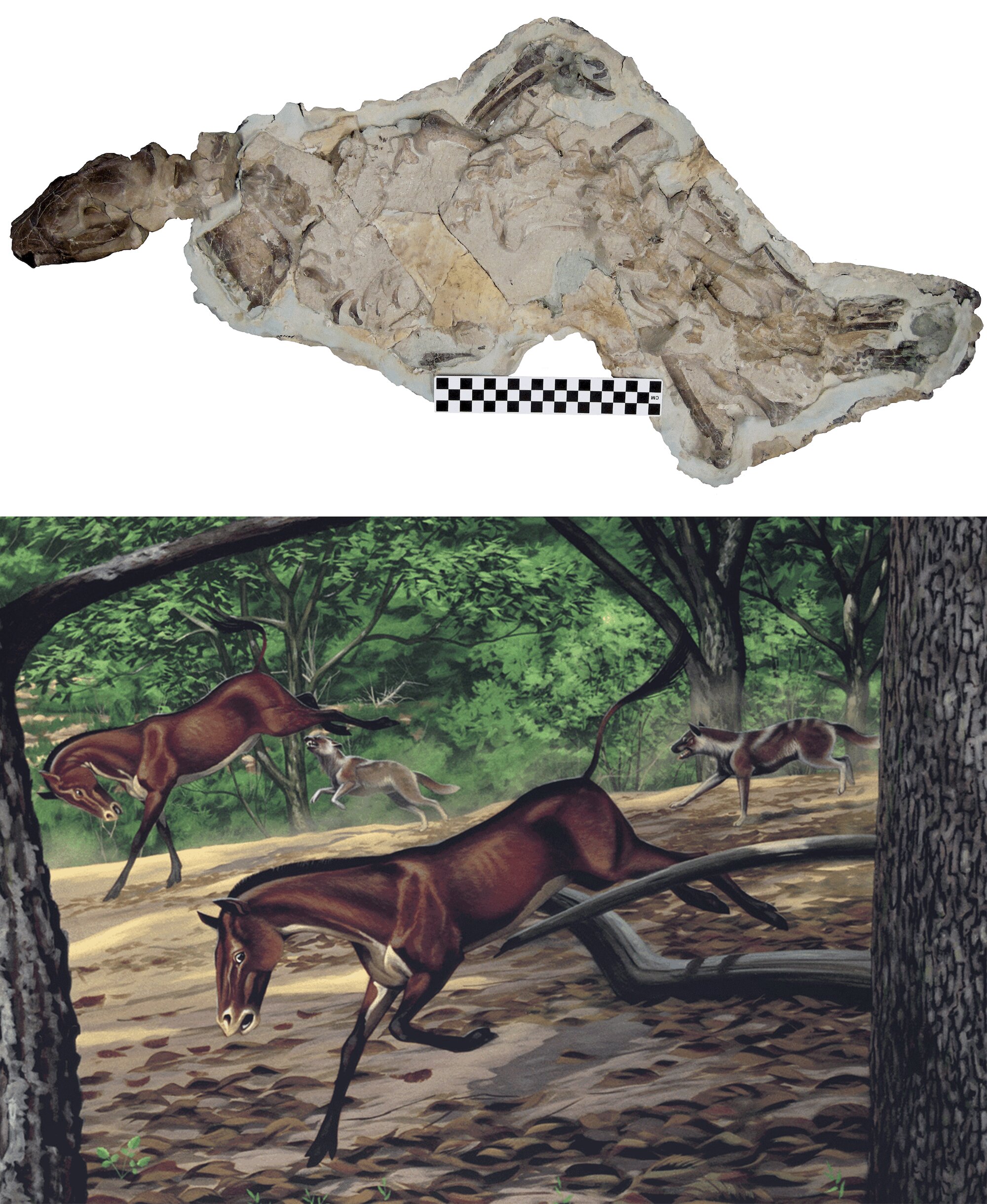 Most complete skeleton of 30 million-year-old dog discovered