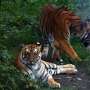 Nepal's tiger numbers climb 20 percent to estimated 429: Survey