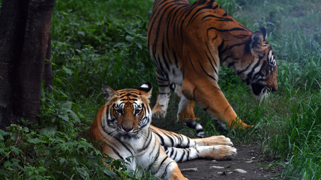 Nepal's tiger numbers rise 20 percent to an estimated 429