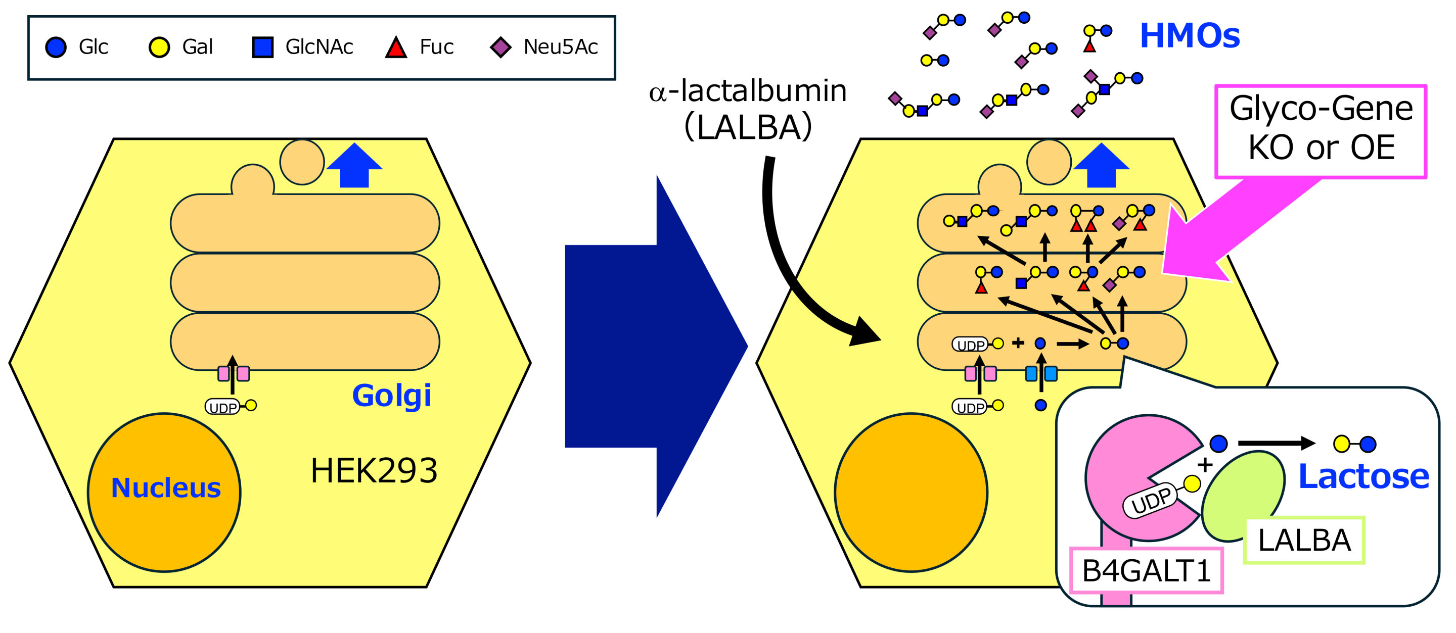 New cell-based method could expand human milk oligosaccharides available for infant formula