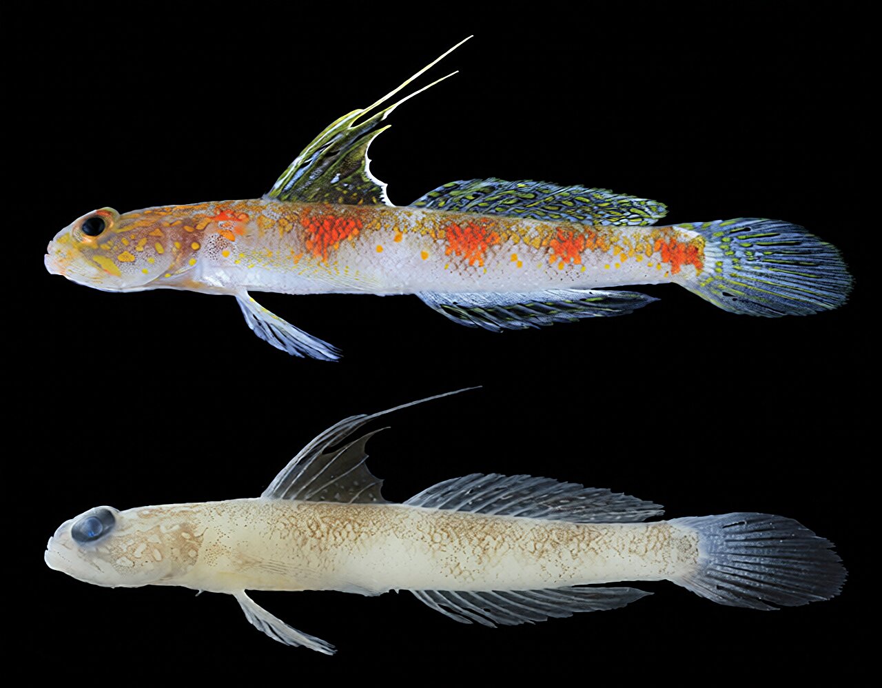 New shrimpgoby species named after its colors and 'The Sunrise of Java'