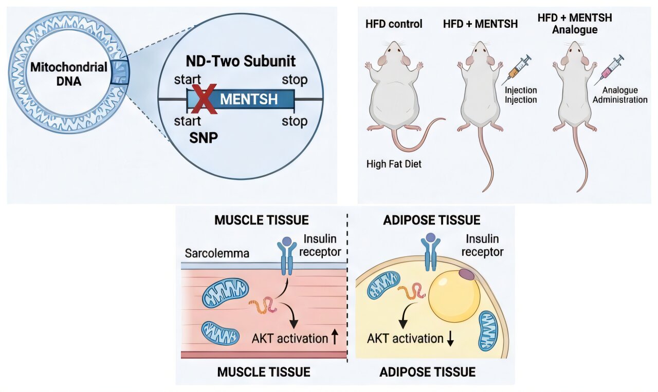 Newly discovered microprotein linked to type 2 diabetes, shows promise as a precision treatment