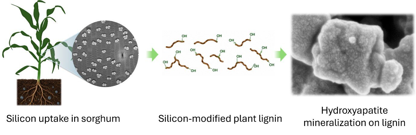 Plant-derived lignin could guide bone repair by forming bone-like minerals