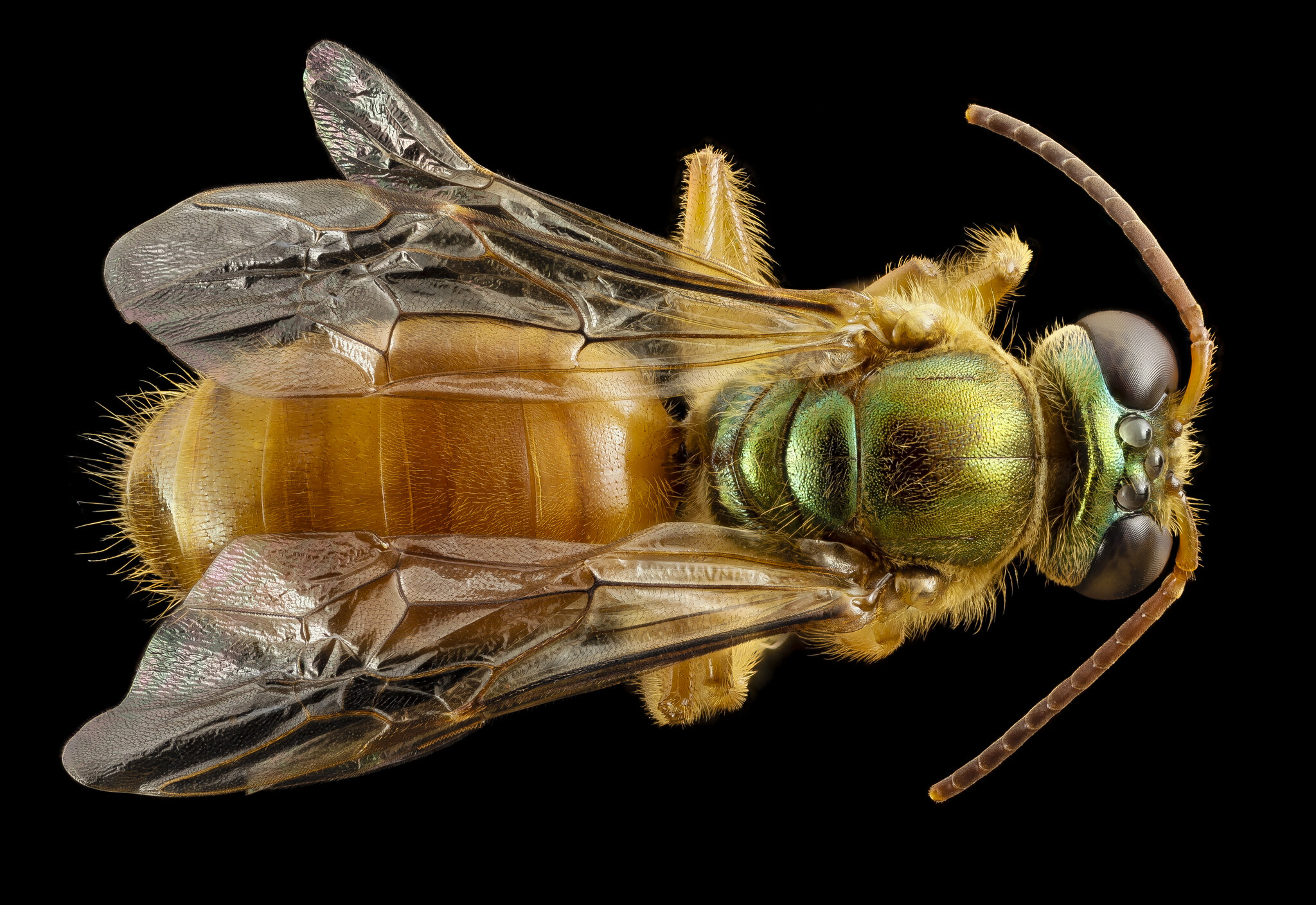 Queen bee pheromones help daughters decide whether to stay or leave the nest