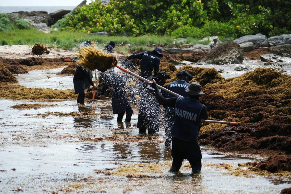 Record seaweed blankets Mexico’s Caribbean coast, threatening tourism and the environment