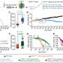 Scientists develop microRNA-based gene therapy that halts ALS progression in mice